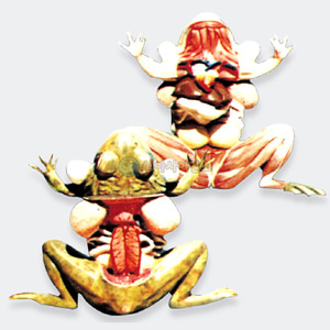 개구리 해부 모형