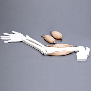 팔근육 모형 (신형)