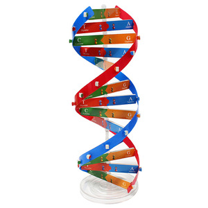 DNA 이중나선 모형만들기(1인용 포장)