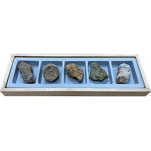 교과서에 나오는 산호화석(5종 1조)(목상자입)