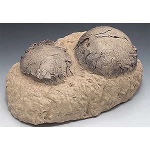 공룡알 화석모형(2알)