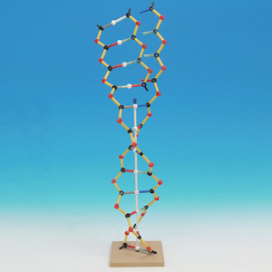 DNA-RNA 분자구조 키트