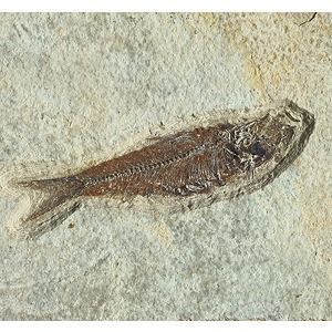 물고기 화석(Bony Fish,와이오밍)