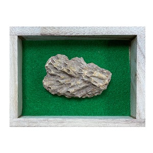 산호화석(대)(목상자입)