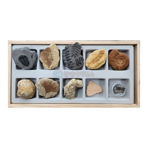 교과서에 나오는 초등 화석(10종)